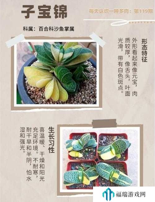 以闪亮之名植护宝典多肉篇怎么玩——以闪亮之名植护宝典多肉篇玩法攻略